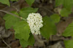 Mapleleaf viburnum